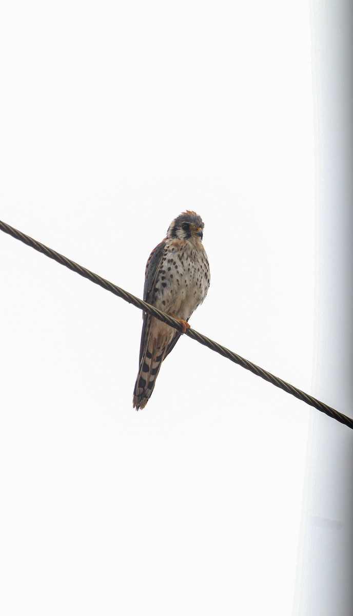 American Kestrel - ML646186709