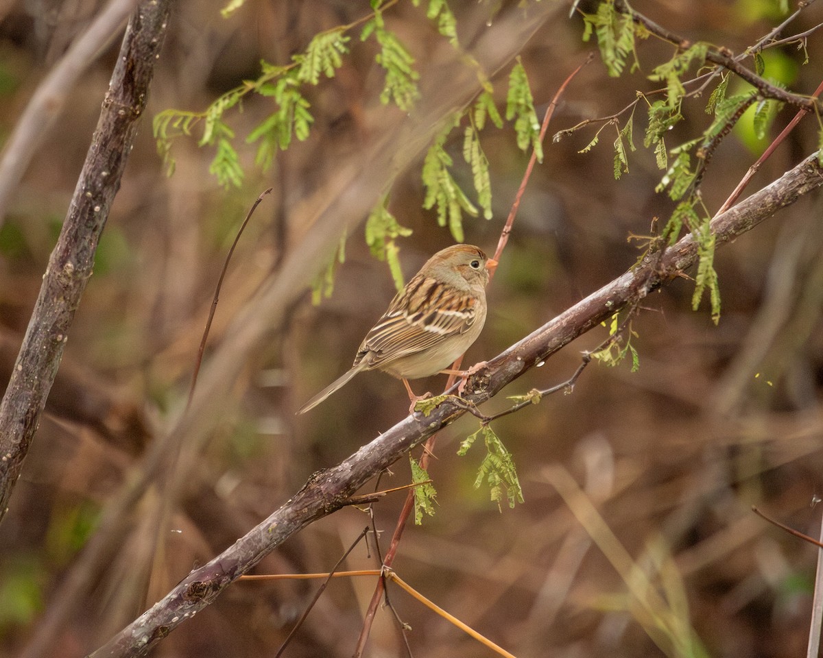 Field Sparrow - ML646186719