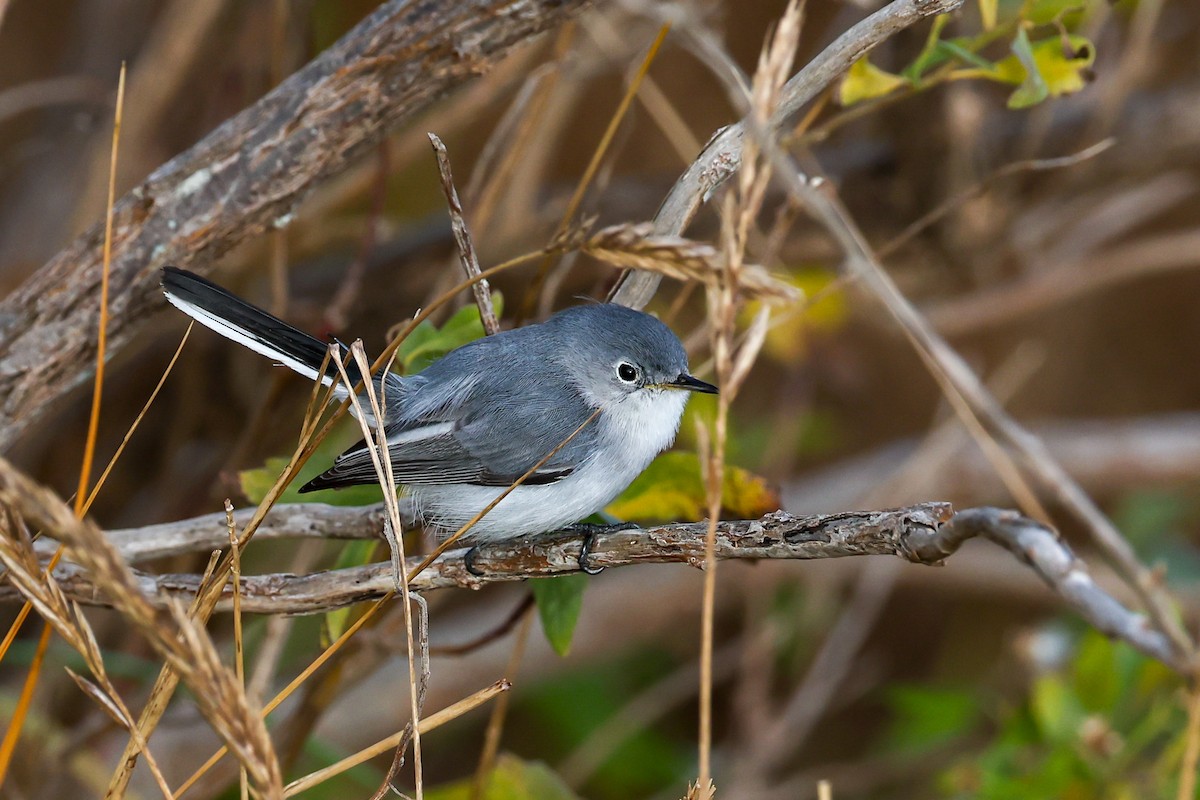 Blue-gray Gnatcatcher - ML646186725
