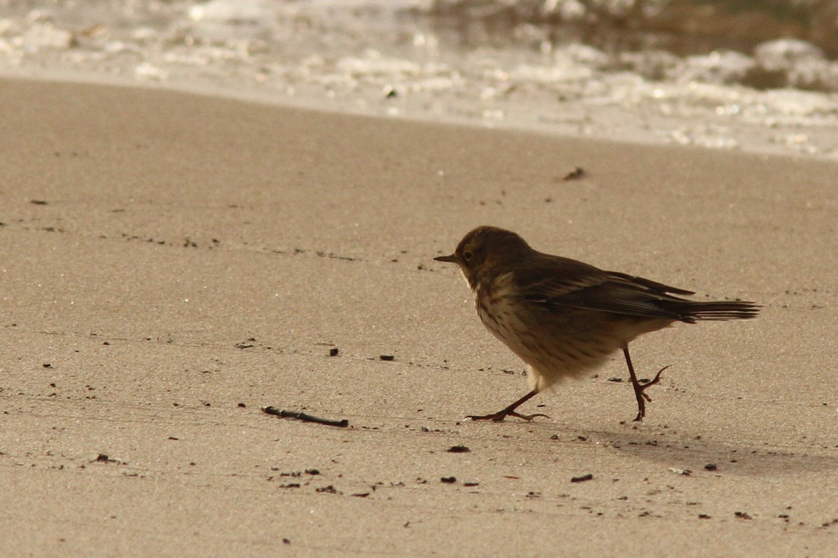 American Pipit - ML646186743