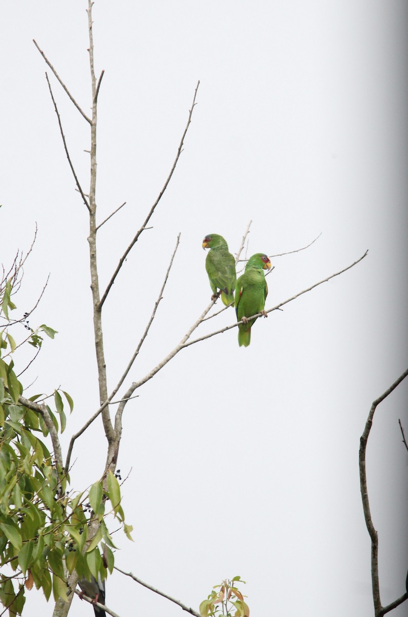 White-fronted Amazon - ML646186759