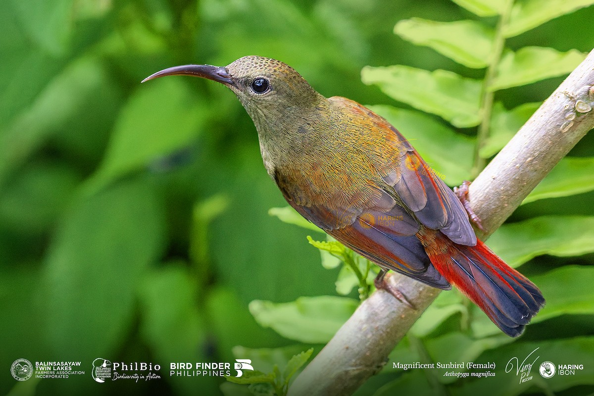 Magnificent Sunbird - ML646186764