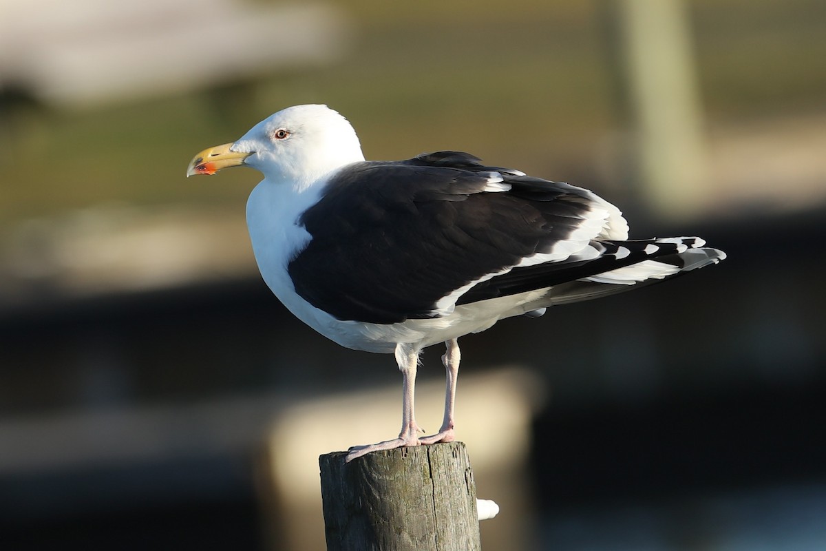 Büyük Kara Sırtlı Martı - ML646186765