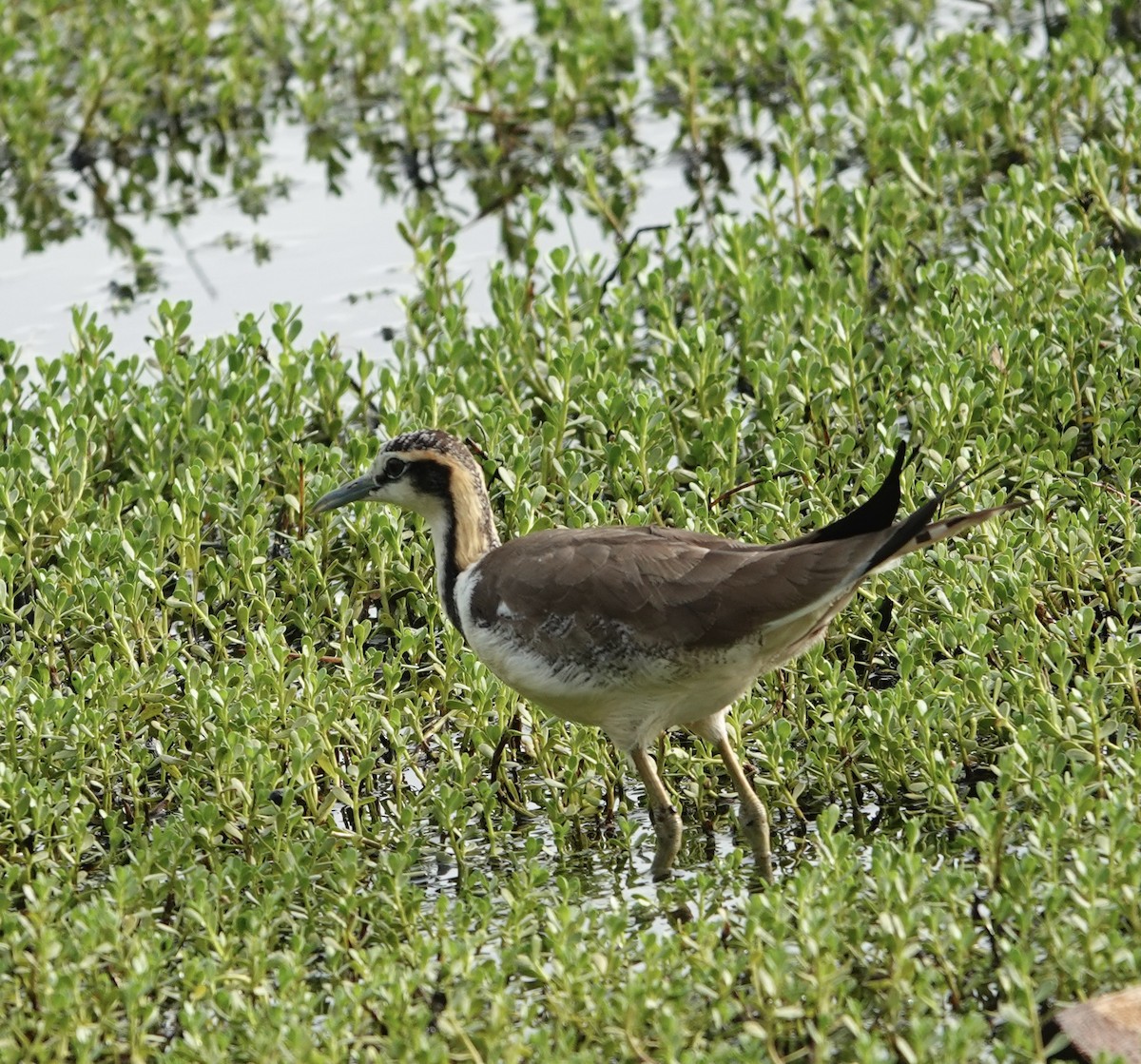 fasanbladhøne - ML646186766