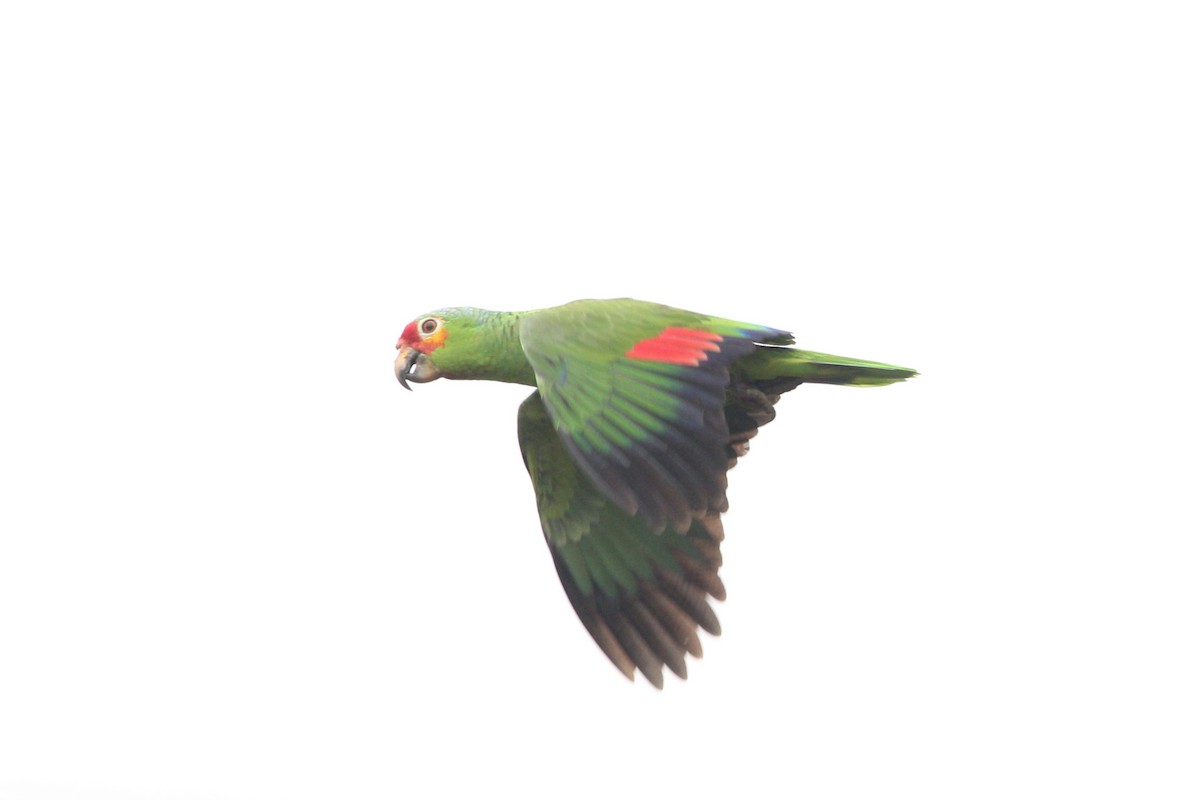 Red-lored Amazon - ML646186767