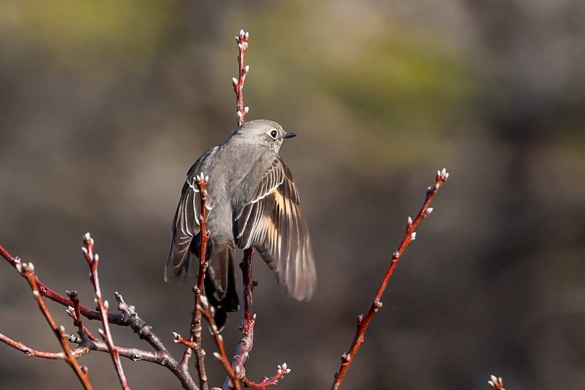 lesňák západní - ML646186768