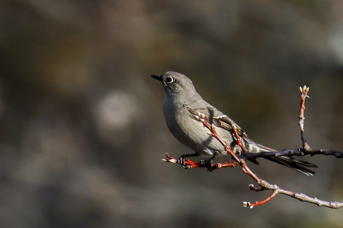 lesňák západní - ML646186769