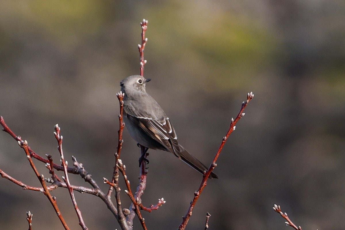lesňák západní - ML646186770