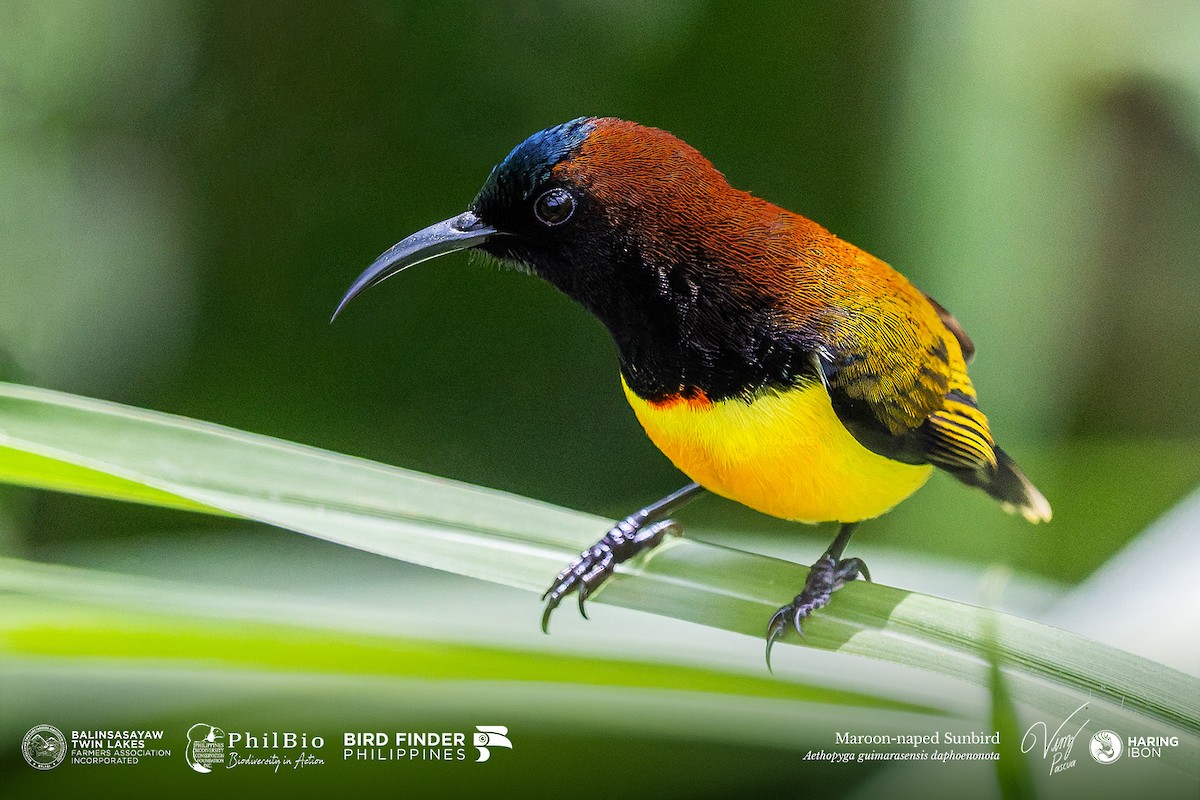 Maroon-naped Sunbird - ML646186771