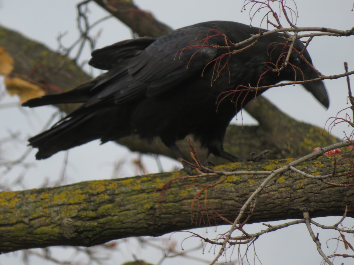 Common Raven - ML646186777