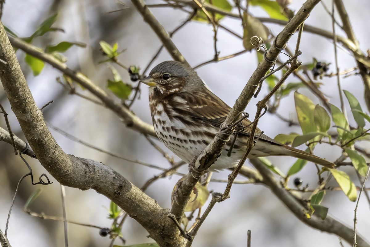 strnadec kaštanový - ML646186779