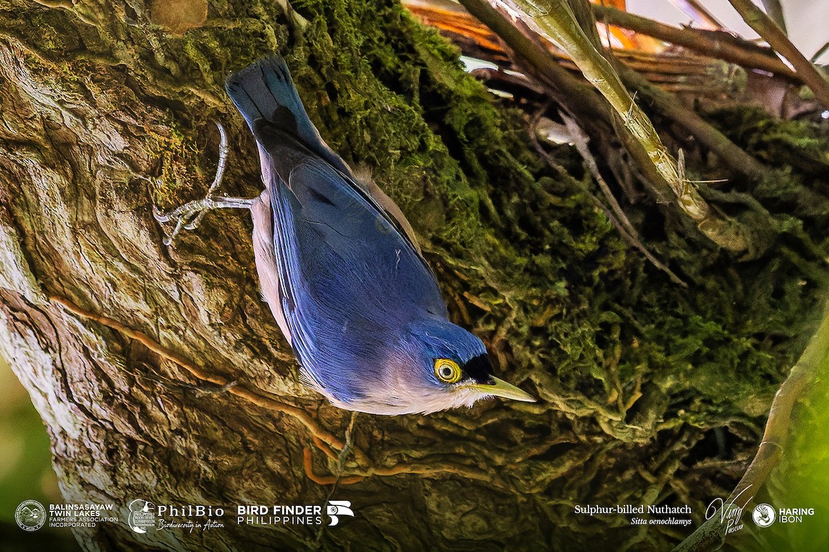 Sulphur-billed Nuthatch - ML646186788