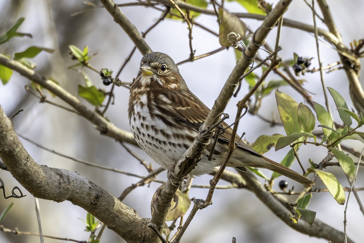 strnadec kaštanový - ML646186789