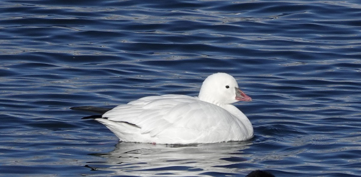 Ross's Goose - ML646186790