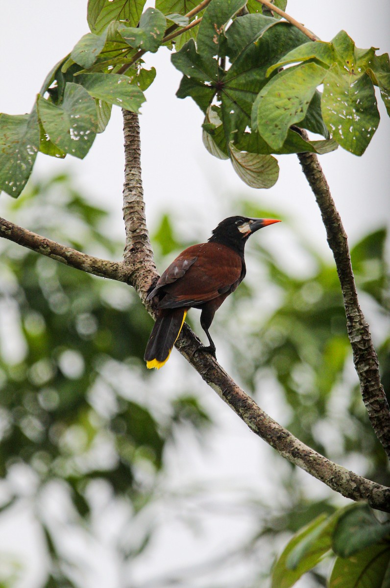 Montezuma Oropendola - ML646186791