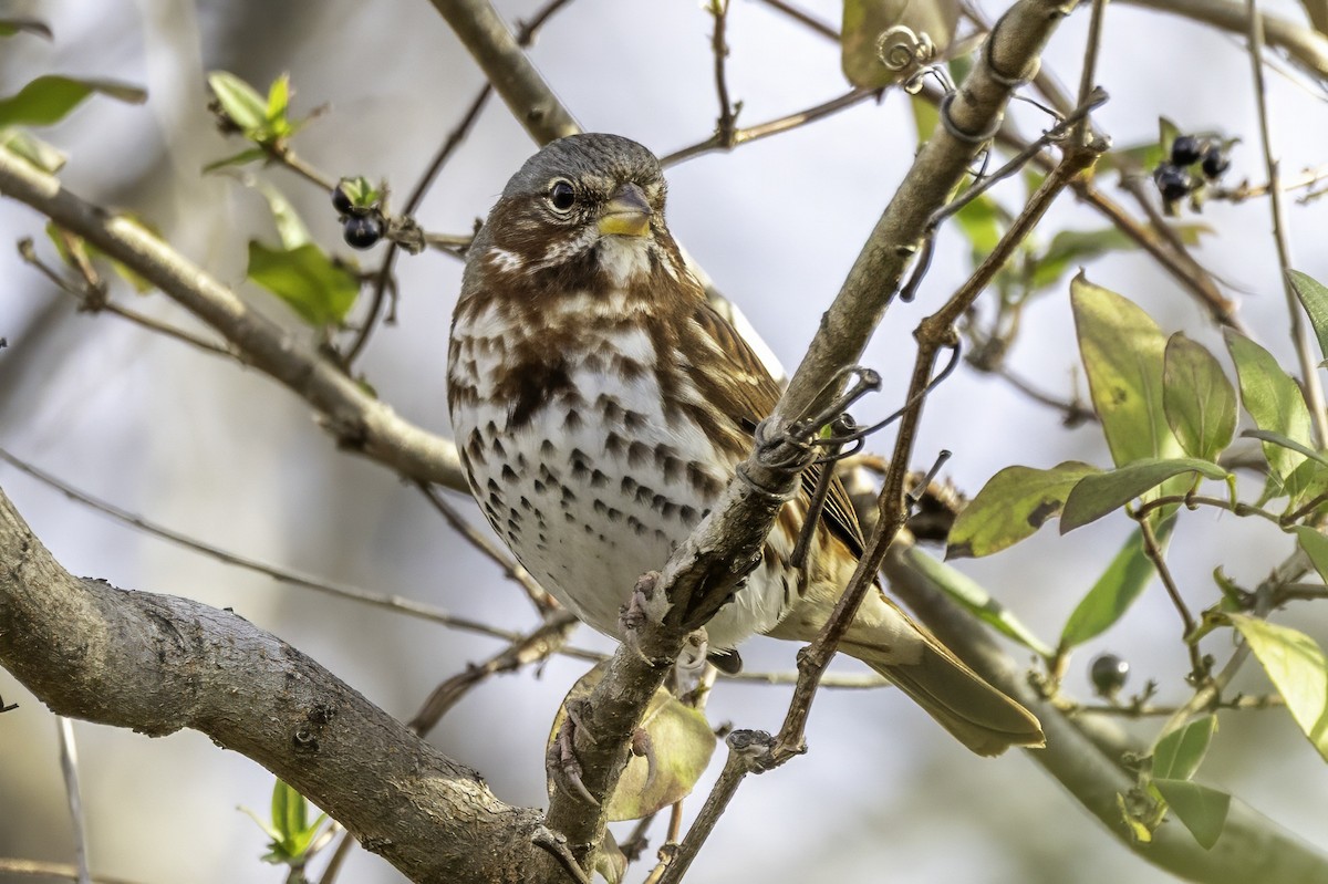 strnadec kaštanový - ML646186795