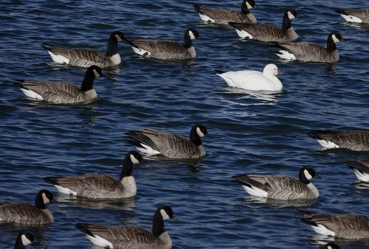 Ross's Goose - ML646186796