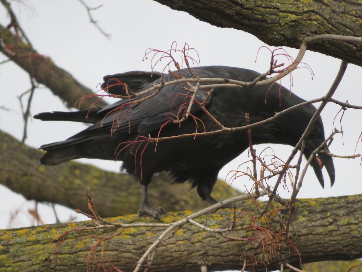 Common Raven - ML646186803