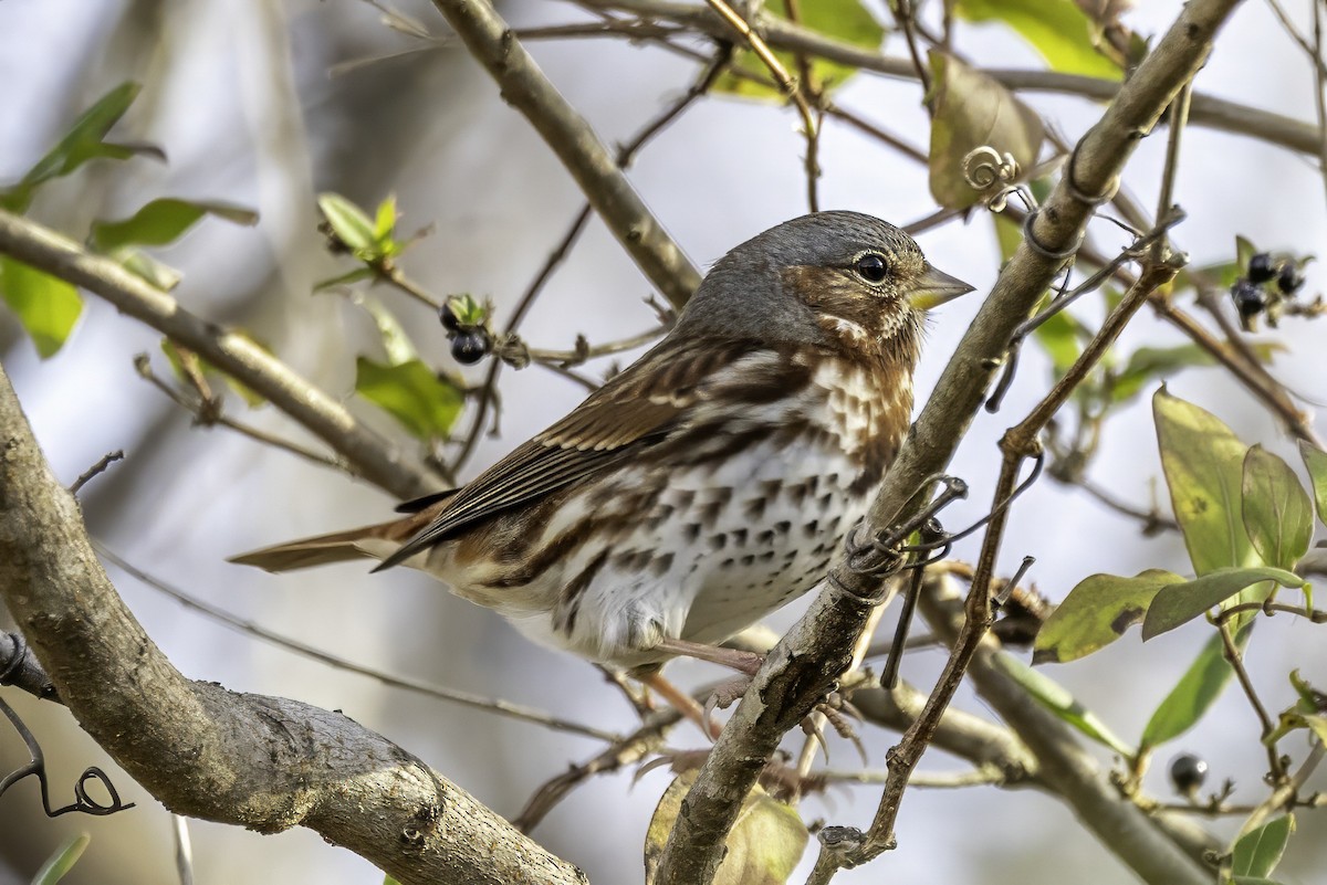 strnadec kaštanový - ML646186804