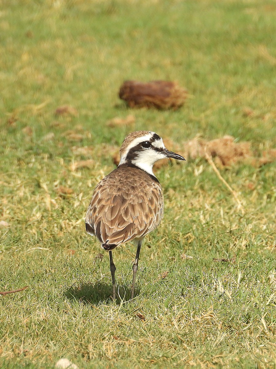 Madagascar Plover - ML646186809
