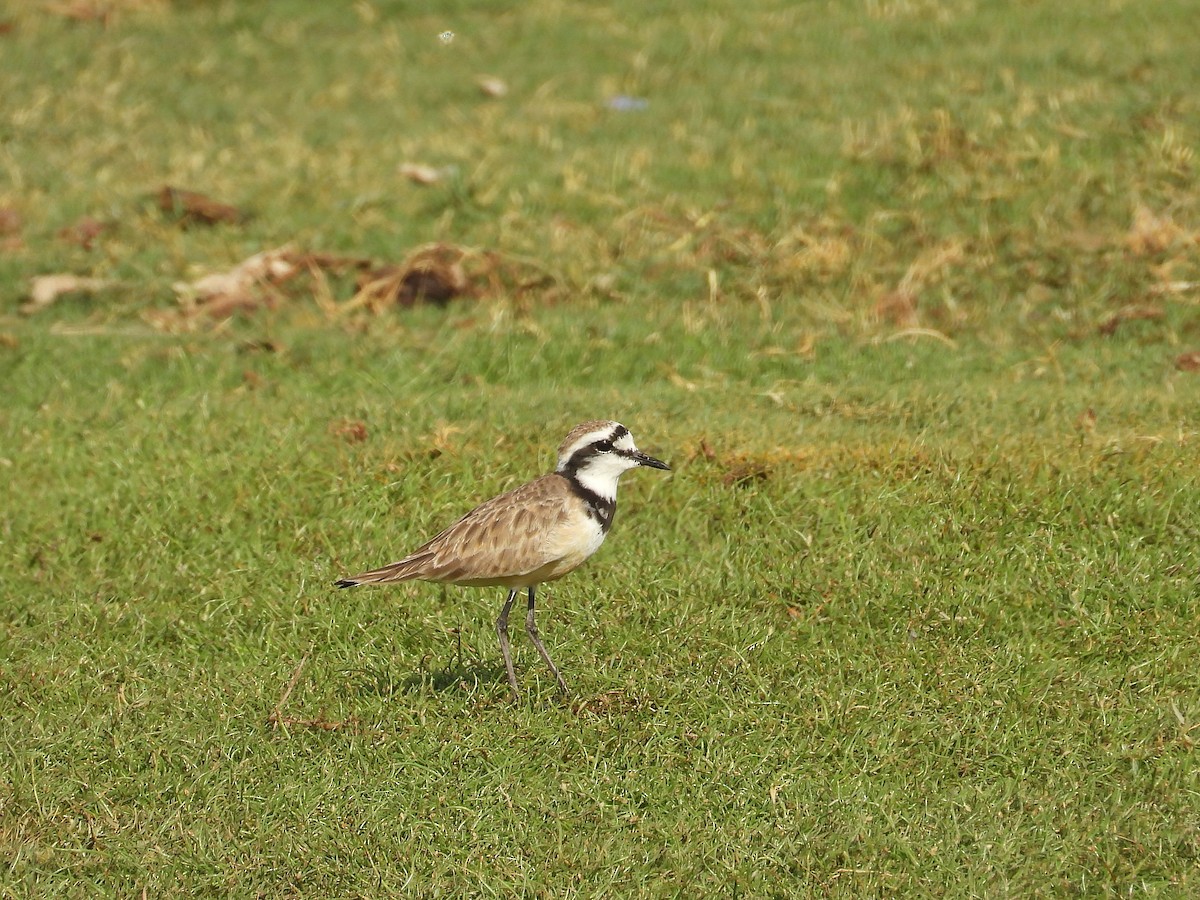 Madagascar Plover - ML646186810