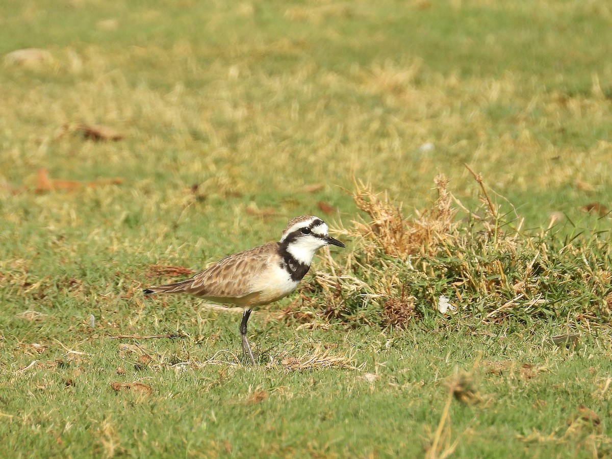 Madagascar Plover - ML646186811