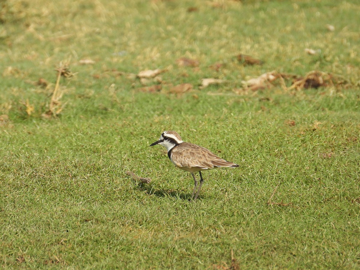 Madagascar Plover - ML646186812