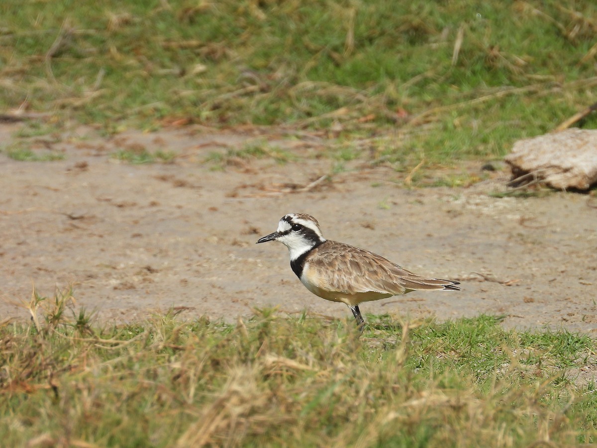 Пісочник мадагаскарський - ML646186813