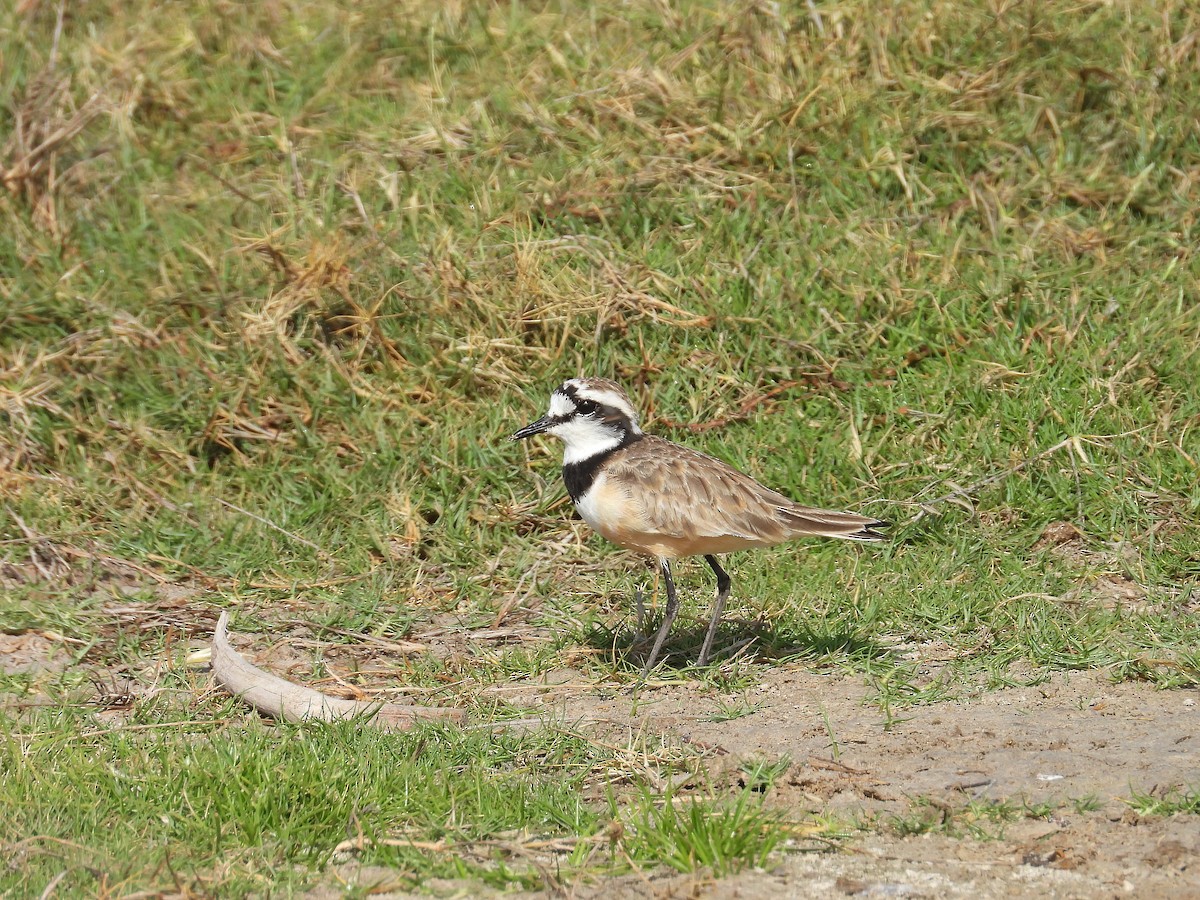 Пісочник мадагаскарський - ML646186816