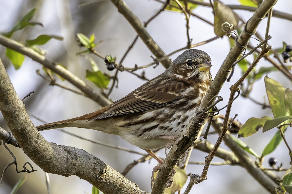 strnadec kaštanový - ML646186817