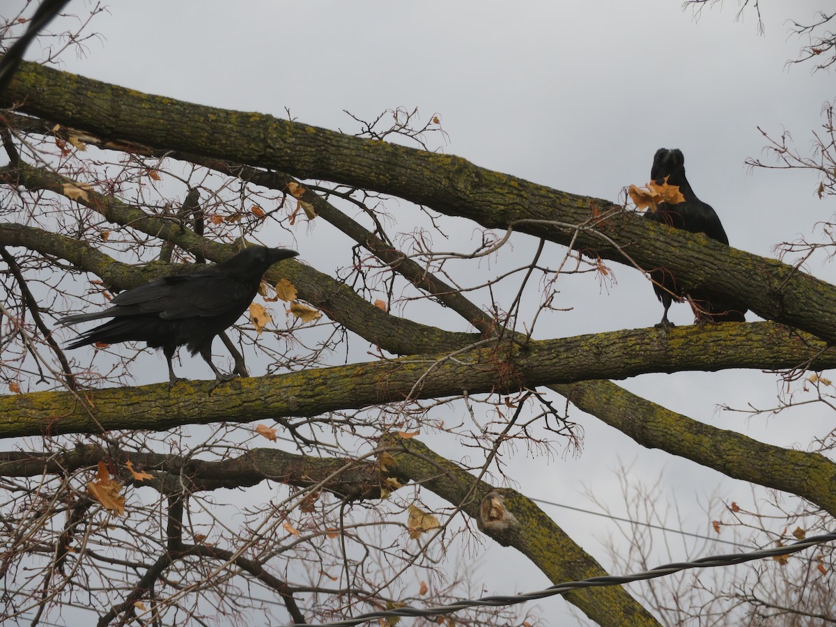 Common Raven - ML646186819