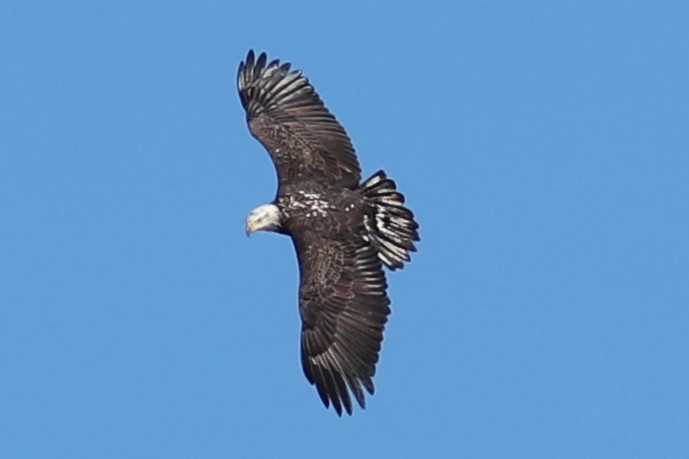 Bald Eagle - ML646186822