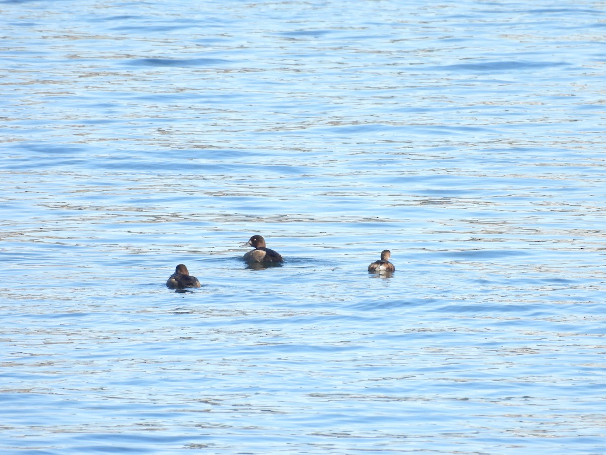 Морская чернеть - ML646186824