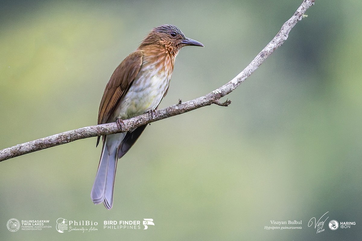 Visayan Bulbul - ML646186829