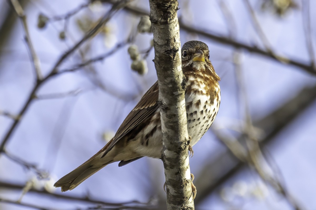 strnadec kaštanový - ML646186830