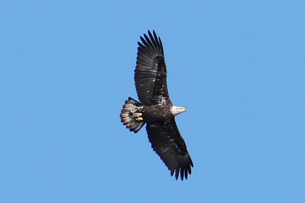 Bald Eagle - ML646186832