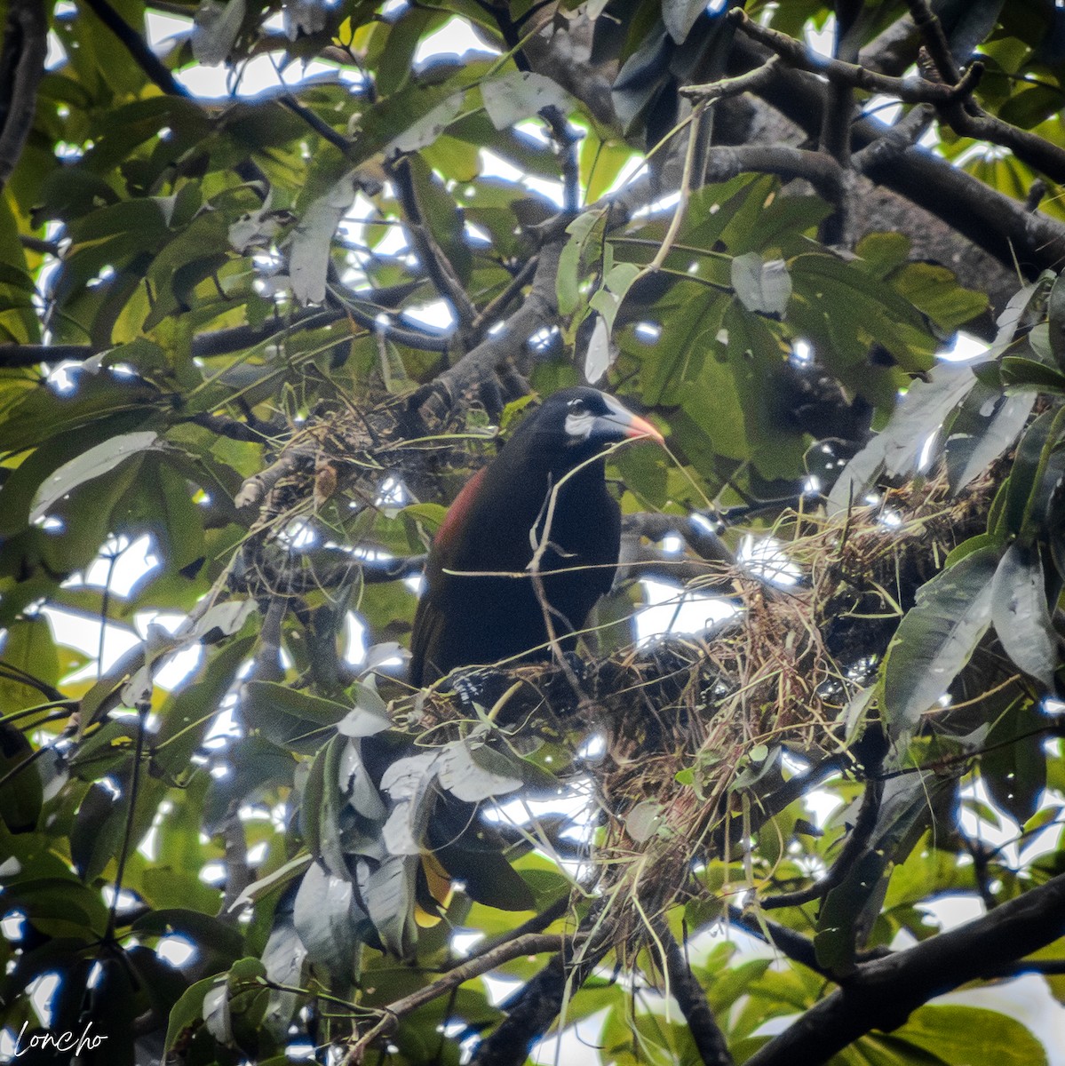 Montezuma Oropendola - ML646186833