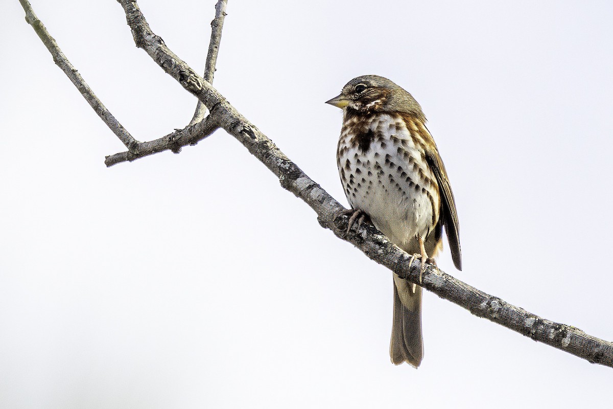 strnadec kaštanový - ML646186835