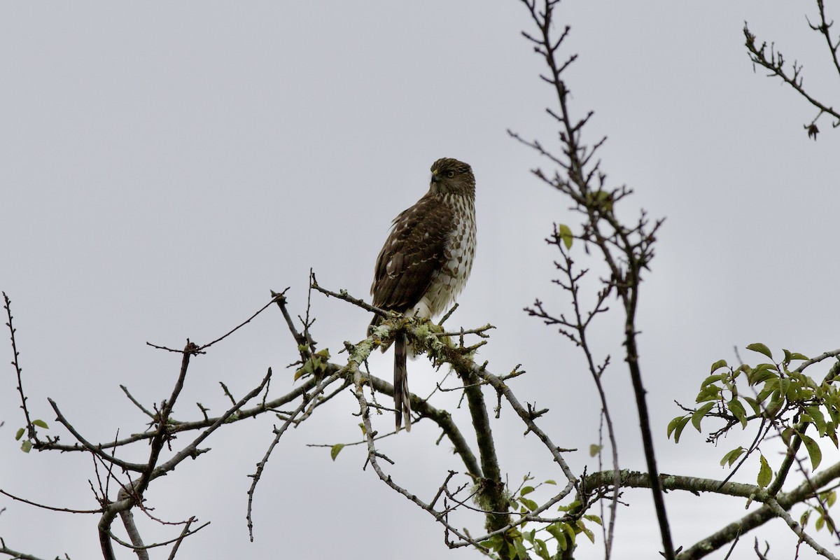 jestřáb americký - ML646186836