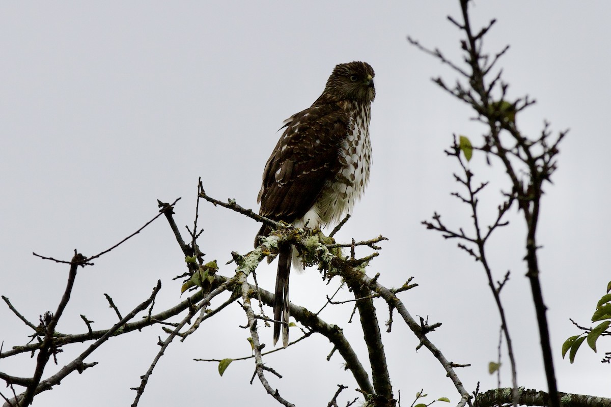 jestřáb americký - ML646186837