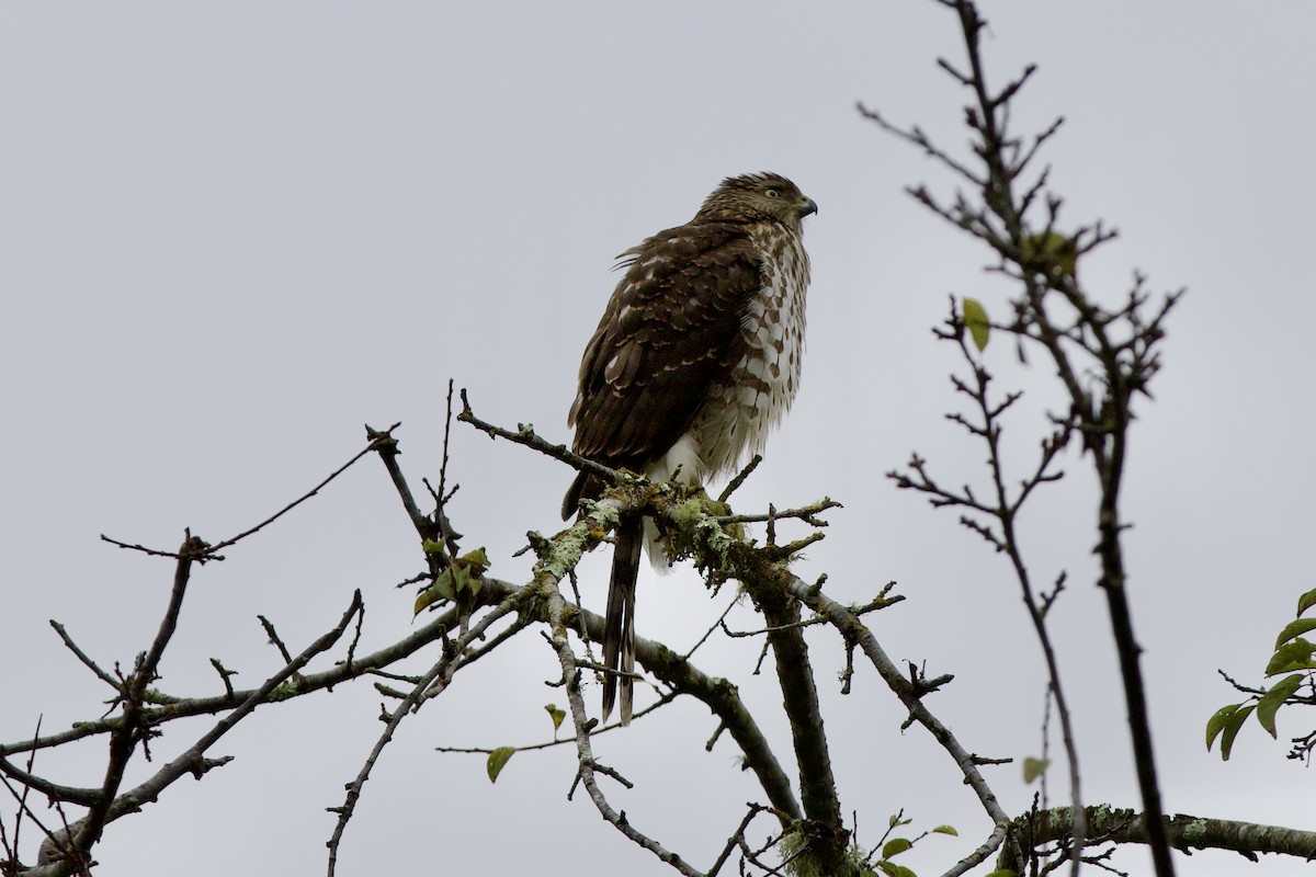 jestřáb americký - ML646186838