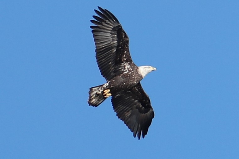 Орлан білоголовий - ML646186841