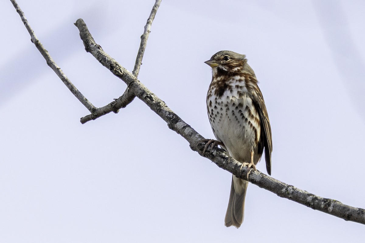 Пасовник рябогрудий - ML646186842