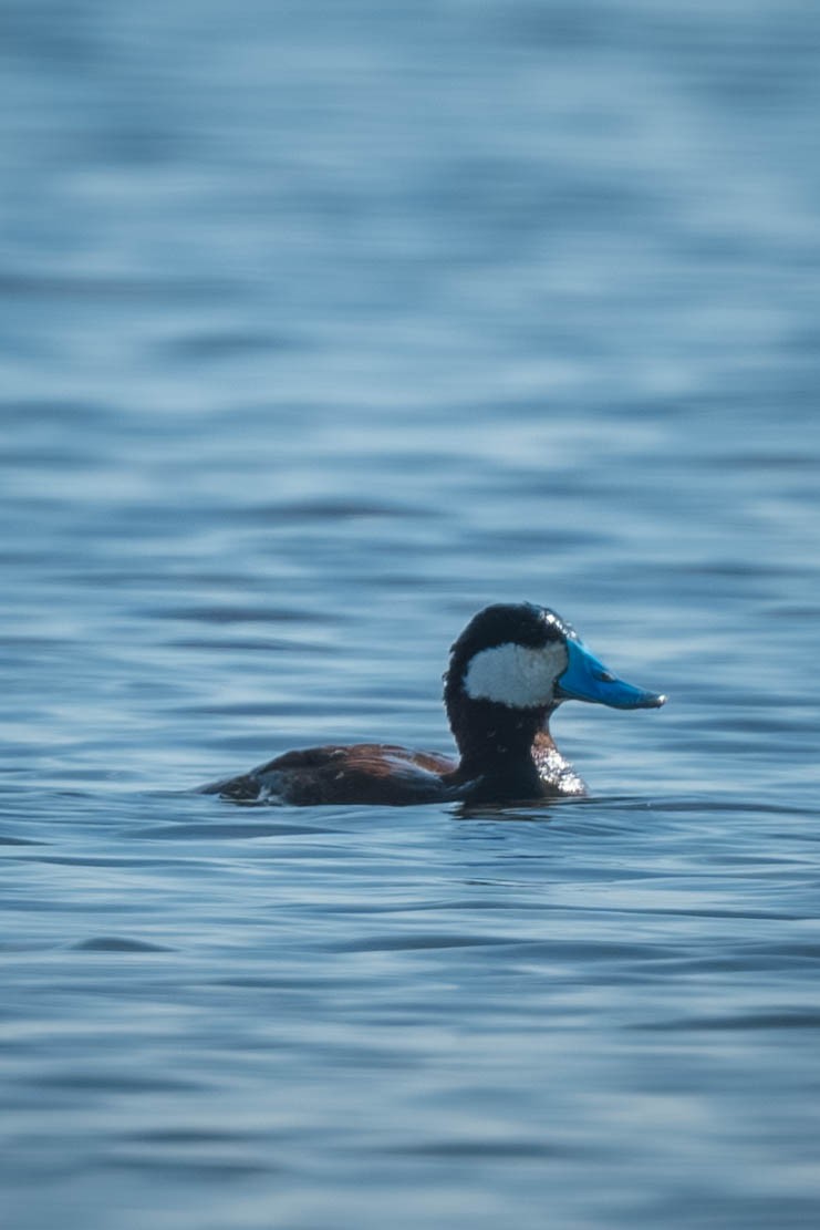 Савка американська - ML646186843