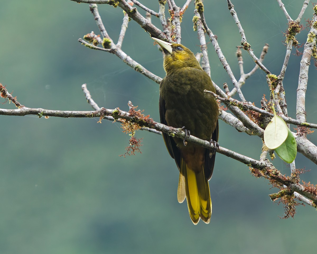 Конота каньйонова - ML646186844