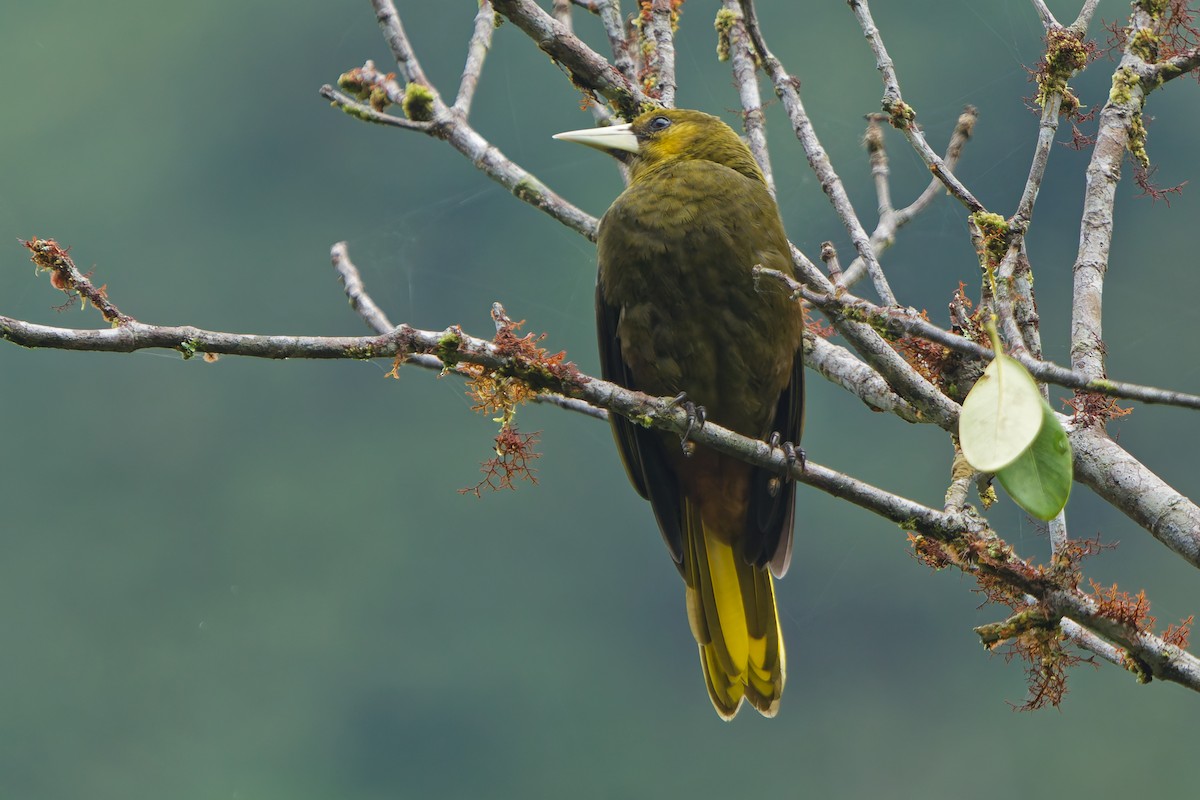 Конота каньйонова - ML646186845