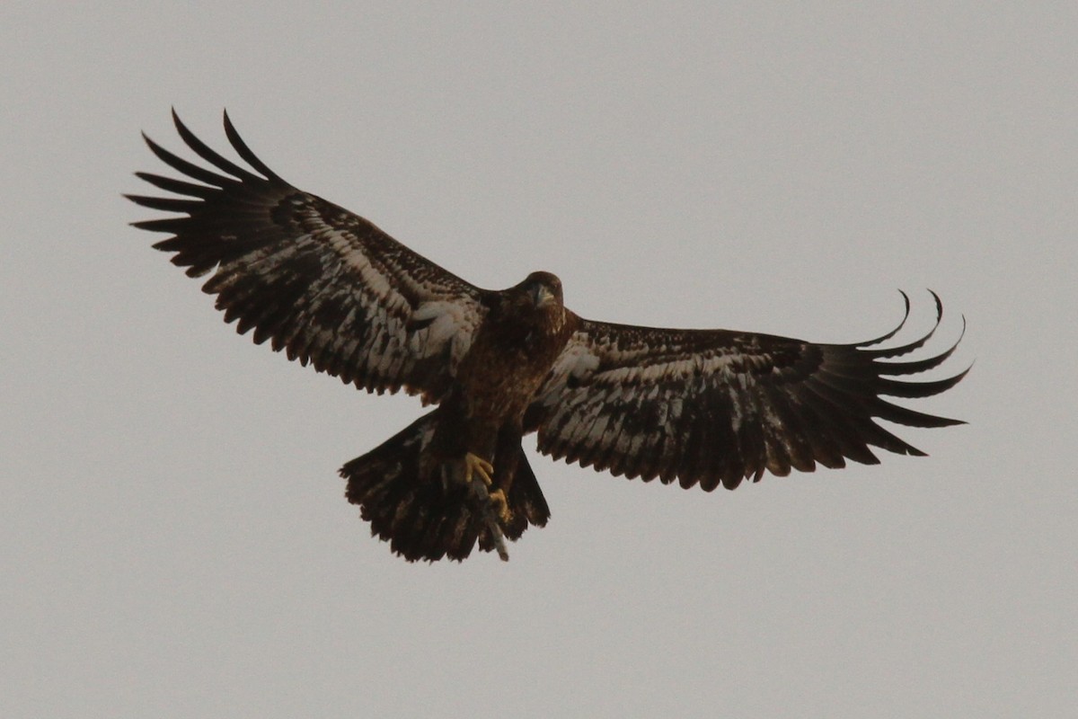 Орлан білоголовий - ML646186846