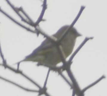 Зеленяк звичайний - ML646186847