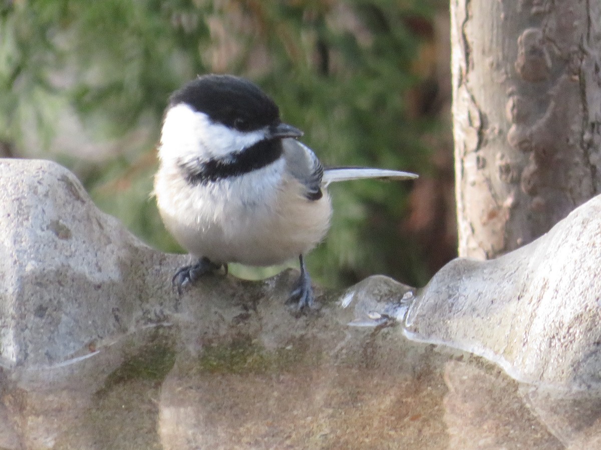 Гаїчка світлокрила - ML646186848