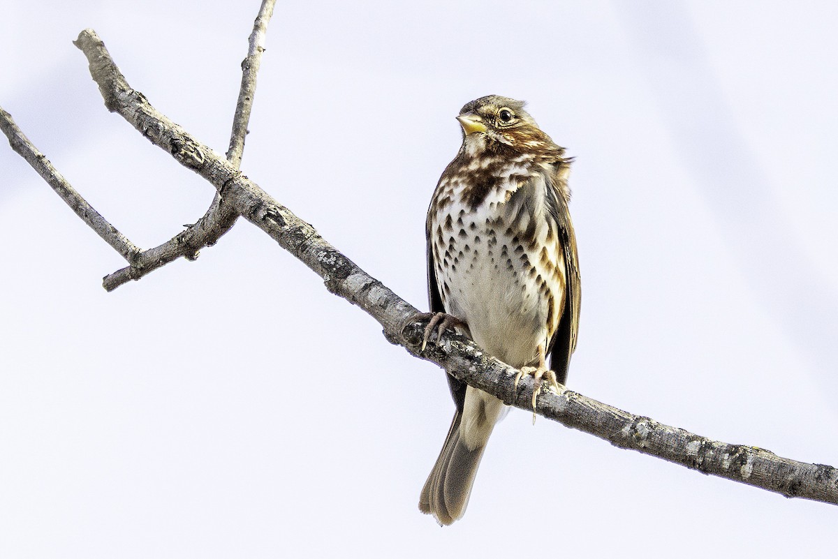 Пасовник рябогрудий - ML646186849